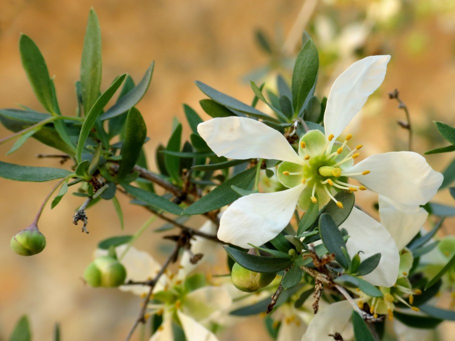 Кроссосома Калифорнийская