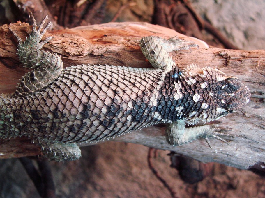 Гигантский сверчок Уэта