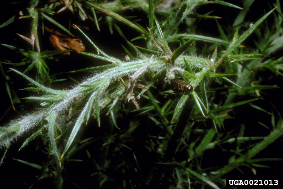 Семейство Личинкоедовые