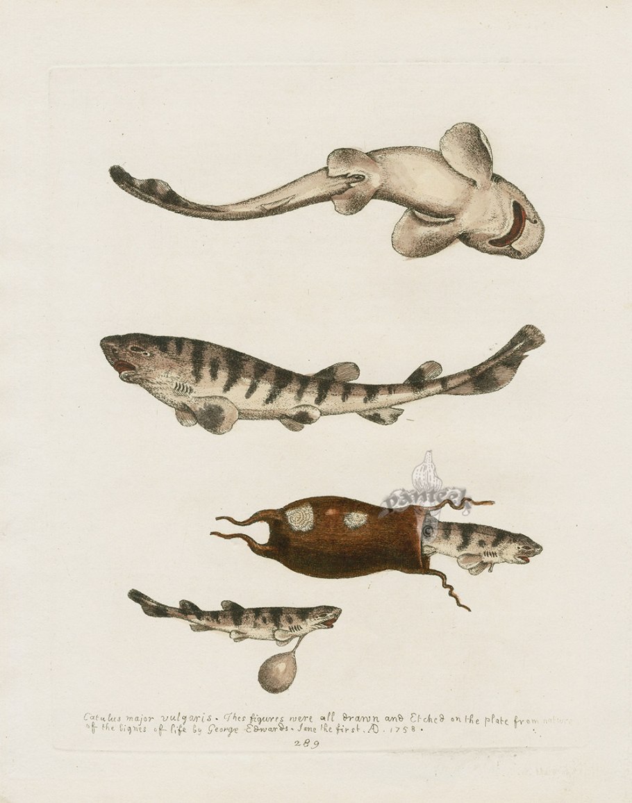 Спот Nowodvorski Eye spot Black vi 6611