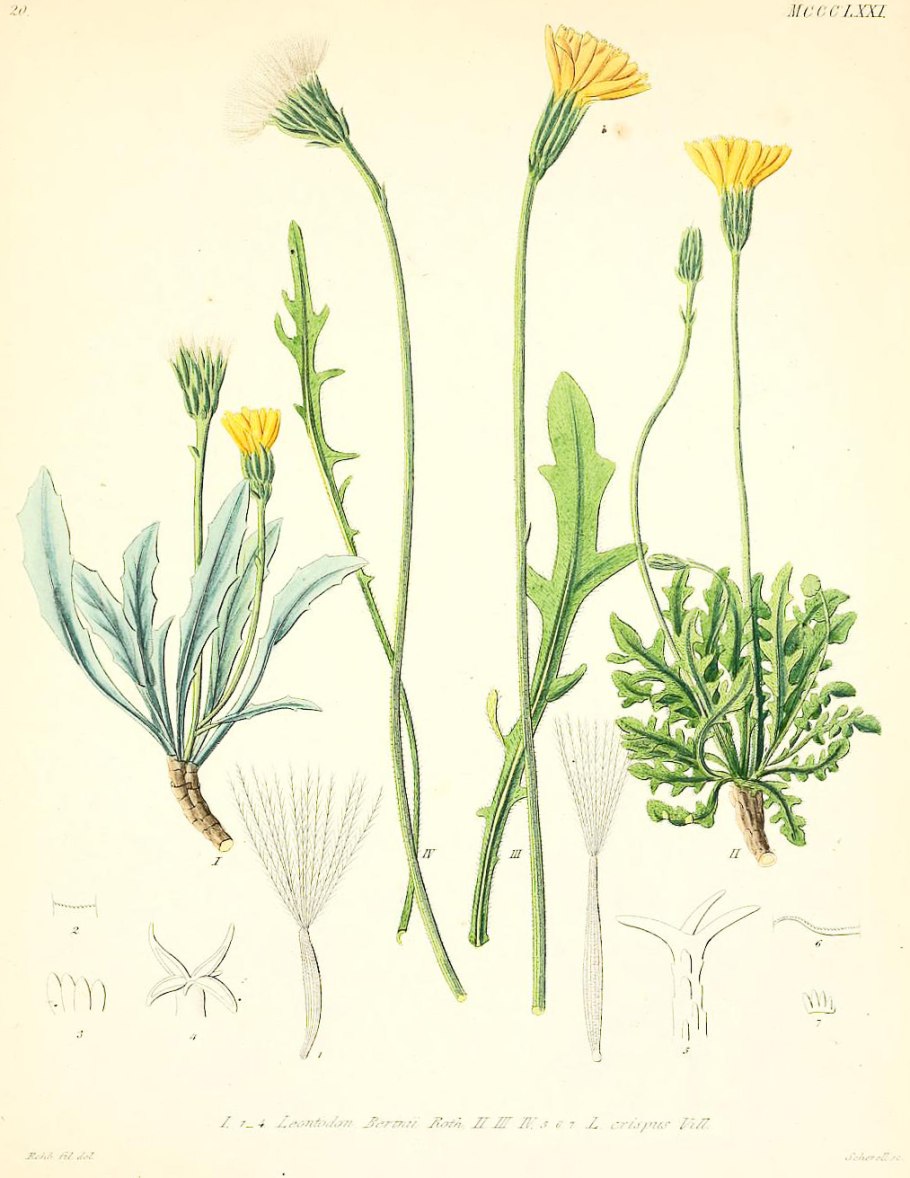 Рыба семейство Центрарховые