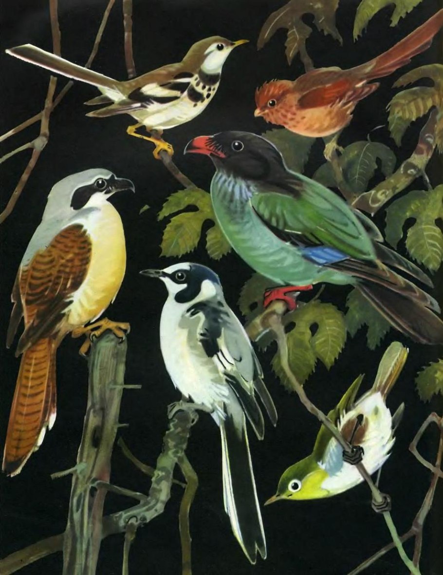 Настоящая ящерица (Lacertidae)