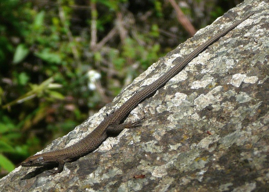 Плитка Arcana Stracciatella-r NACAR 80x80