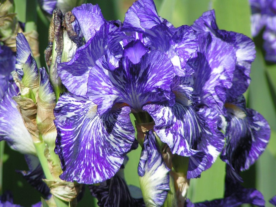 Ирис Iris Germanica Crazy for you