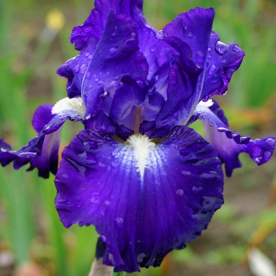 Iris Germanica Ирис ‘American Patriot’