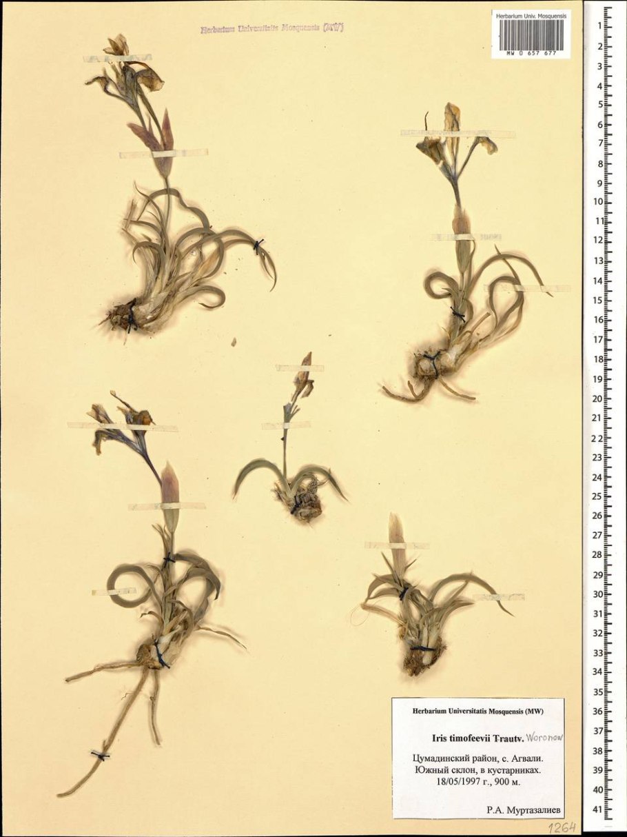 Iris timofejewii