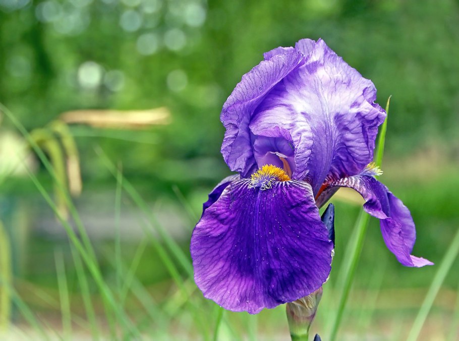 Ирис very Violet