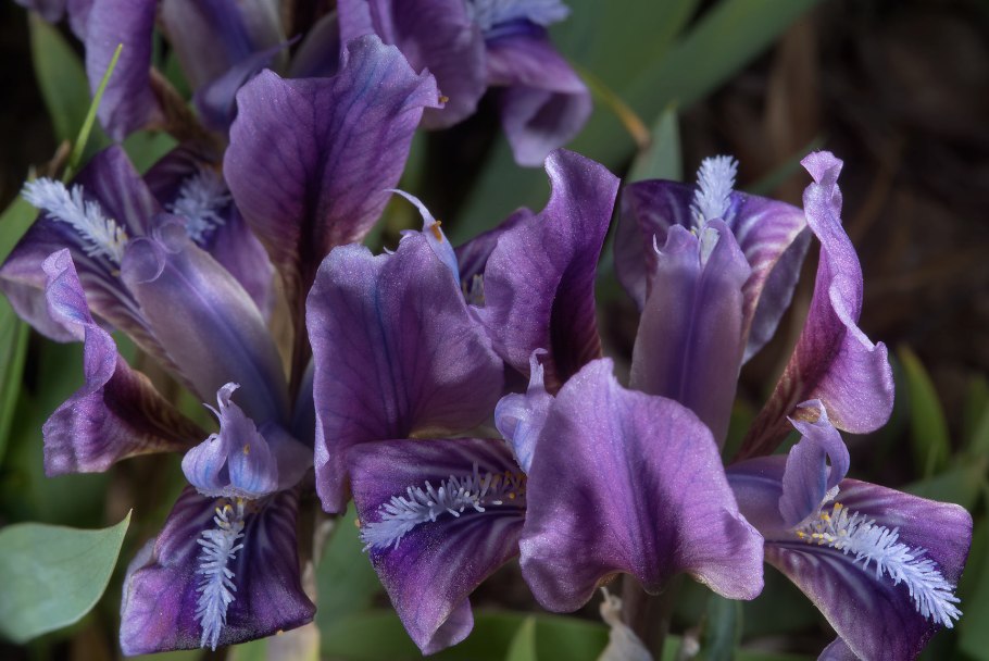 Ирисы Фишера Petal length
