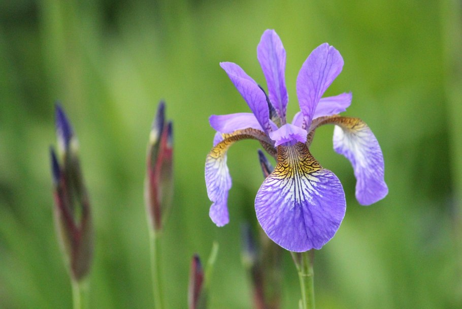 Iris menas небинарная