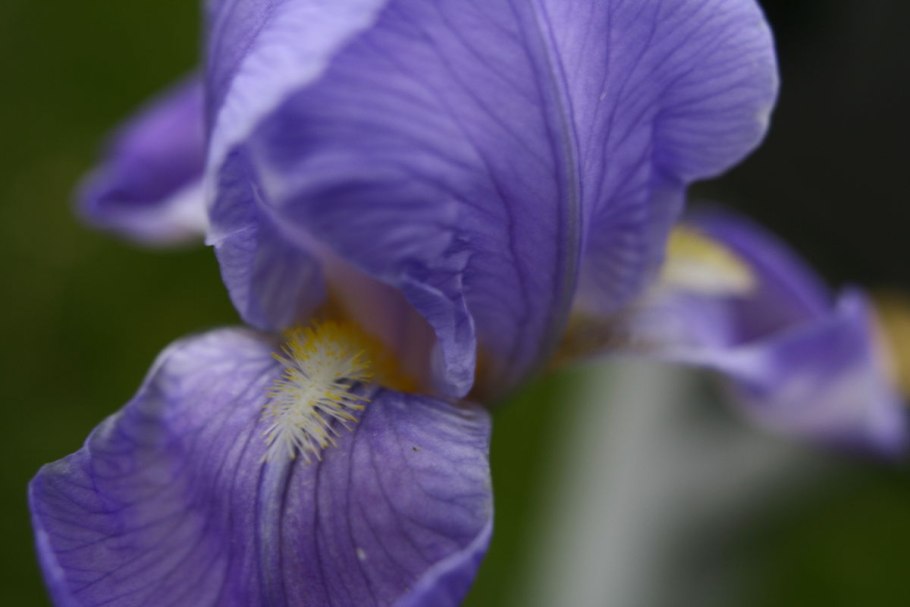 Dear Iris слив