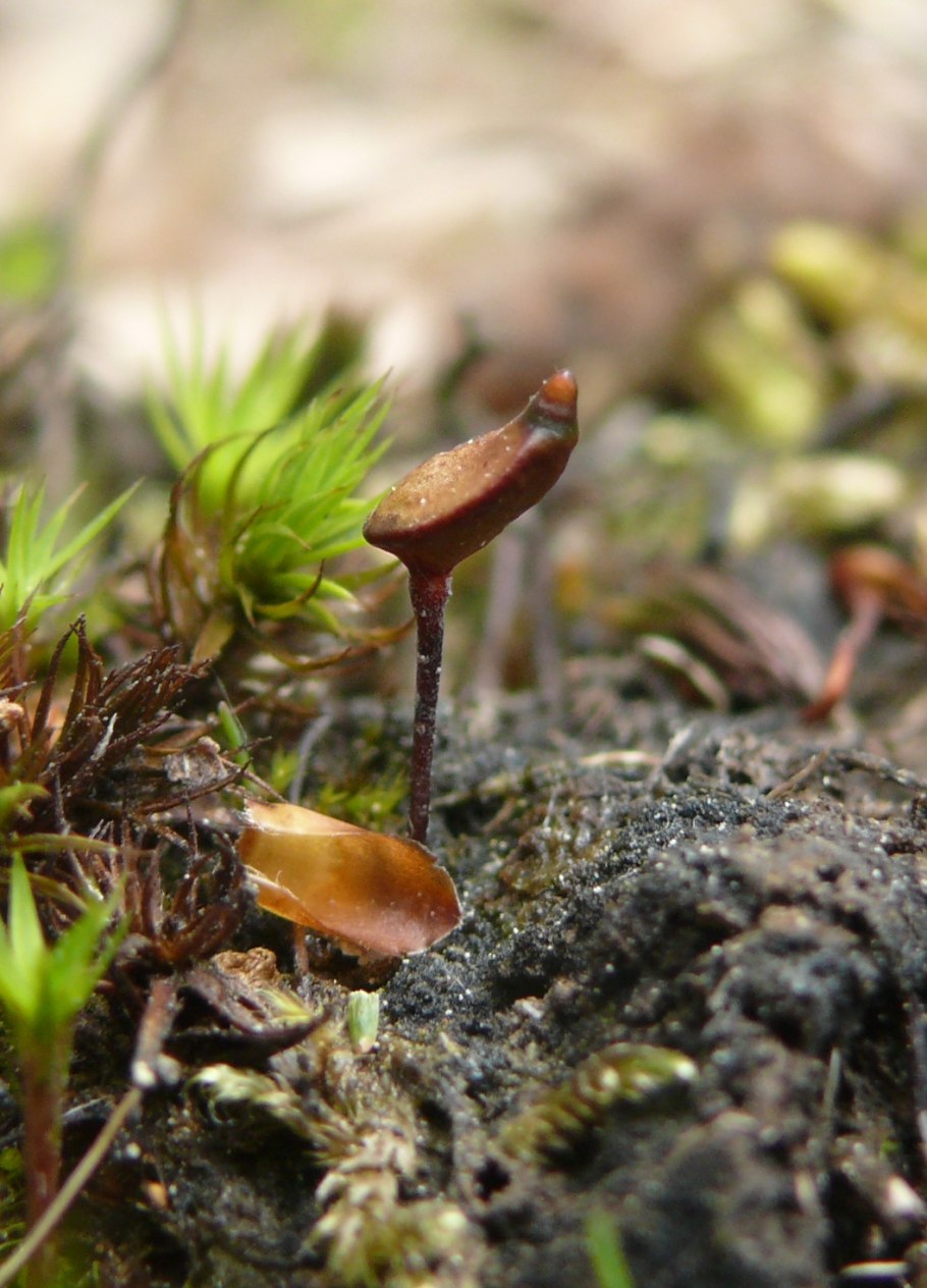 Мох буксба́умия безли́стная