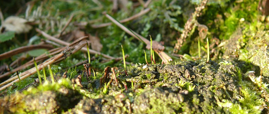 Дифисциум многолистный