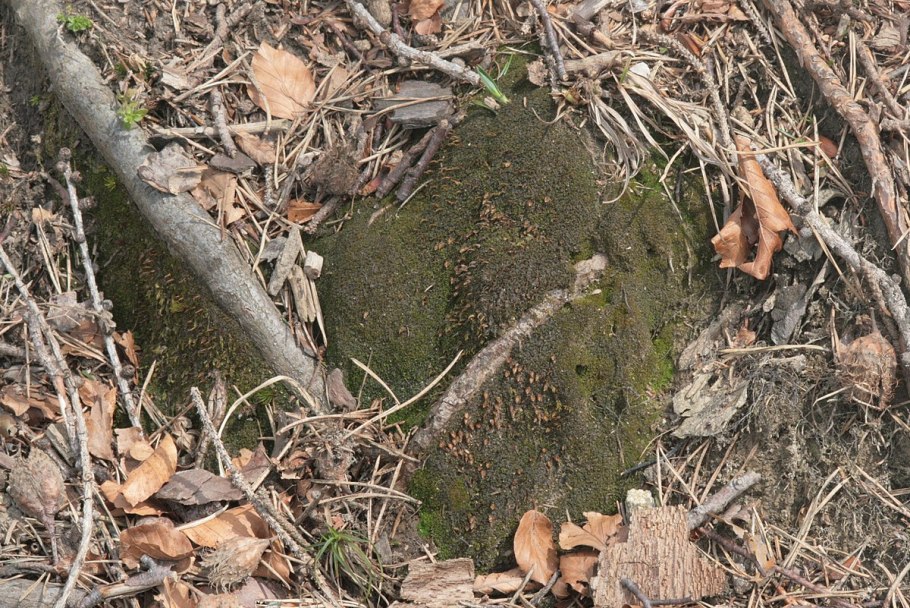 Бриум Вейгеля - Bryum weigelii