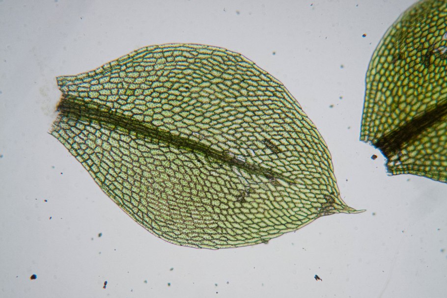 Плитка настенная «Новус» 30х60 см 1.62 м² цвет бирюзовый