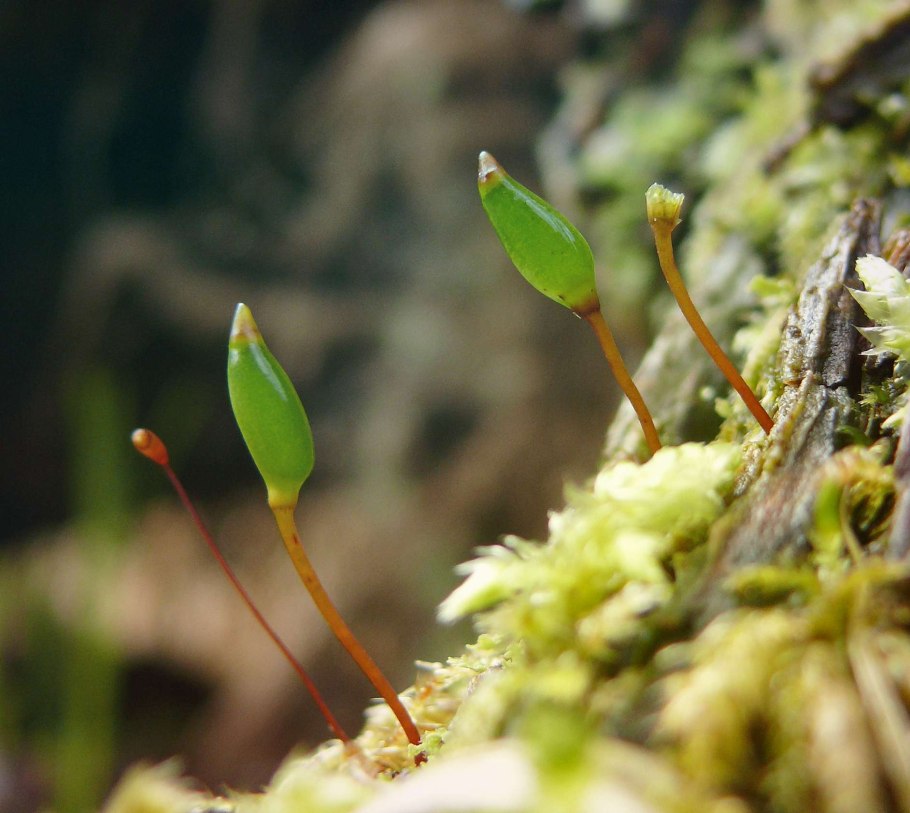 Буксбаумия безлистная