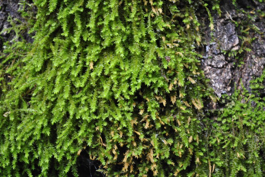 Моховидные листостебельные