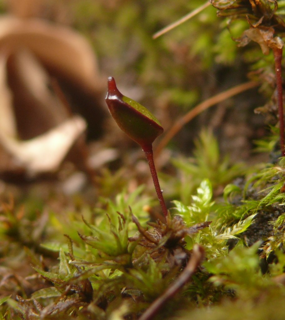 Буксбаумия зеленая