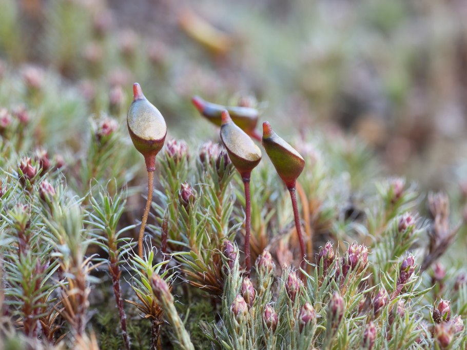Буксбаумия безлистная мох
