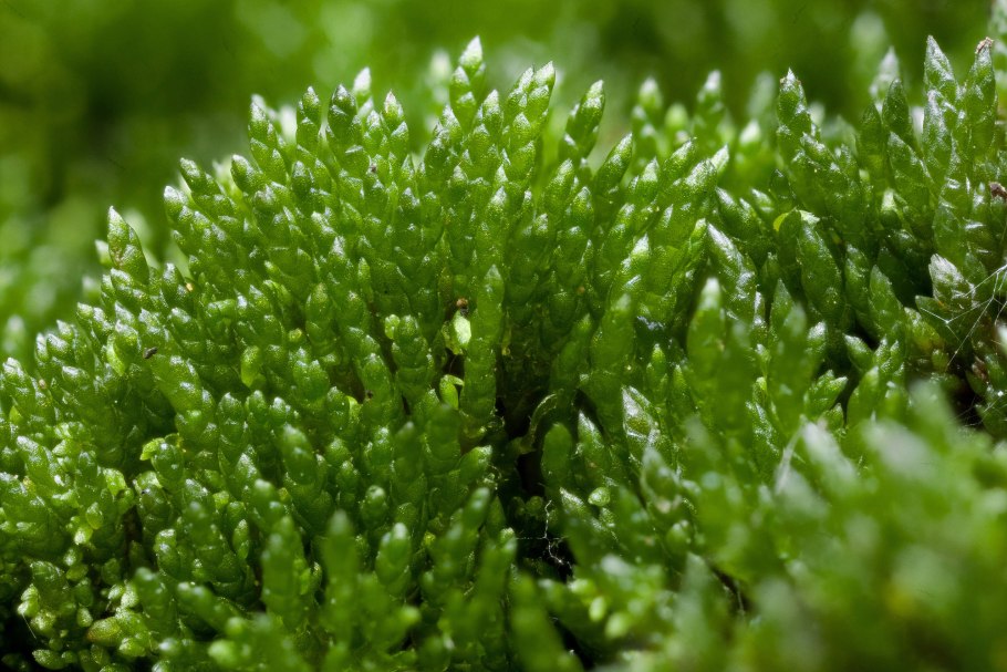 Bryum argenteum