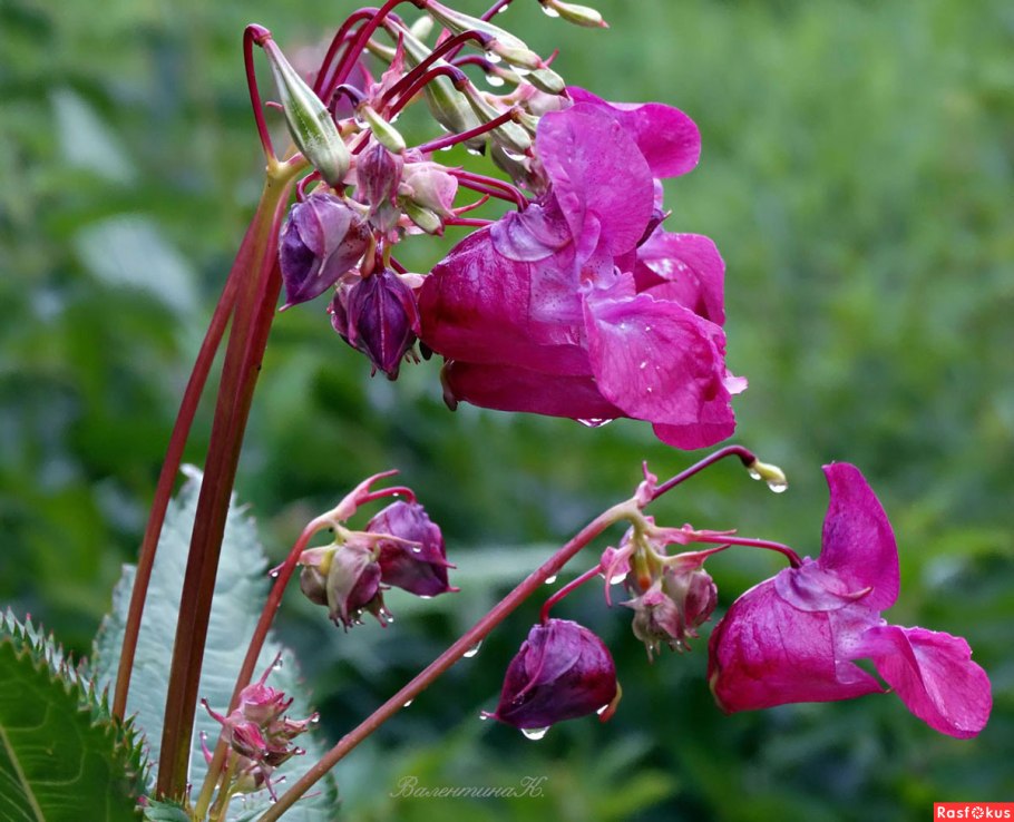 Бальзамин недотрога дикий