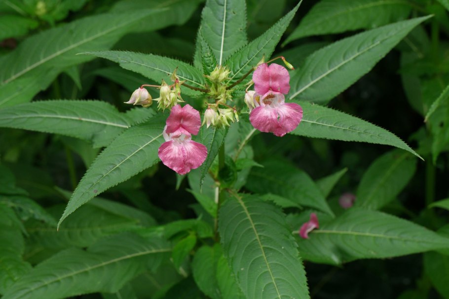 Цветок бальзамин железконосный