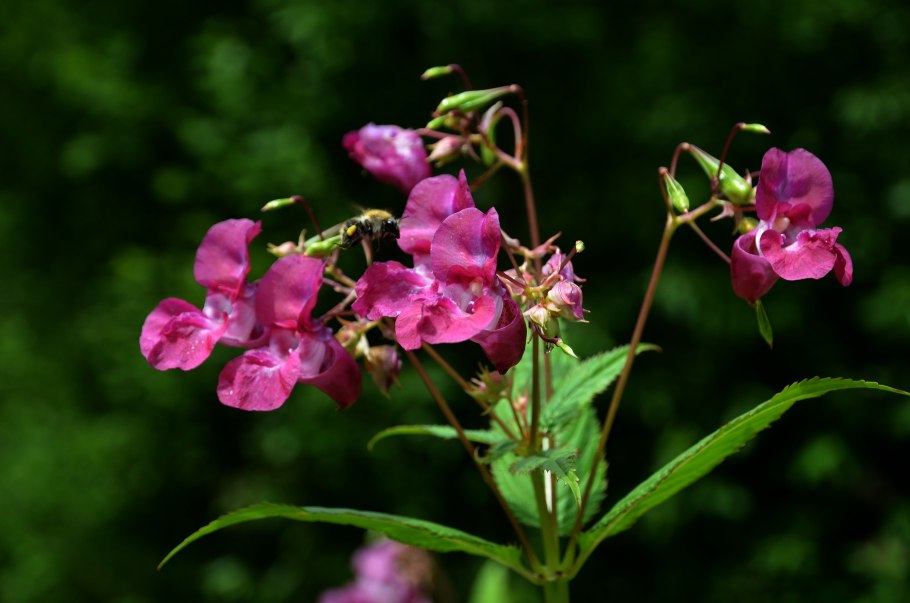 Impatiens glandulifera – бальзамин