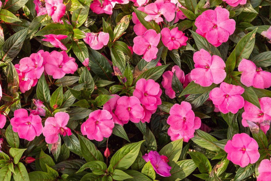Impatiens glandulifera – бальзамин