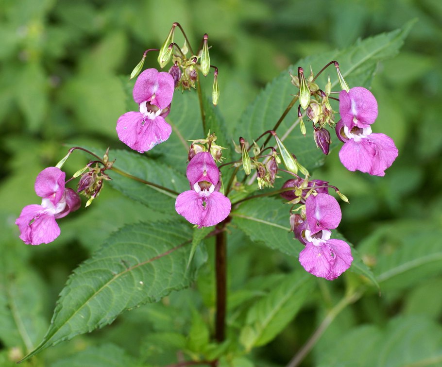 Impatiens glandulifera – бальзамин