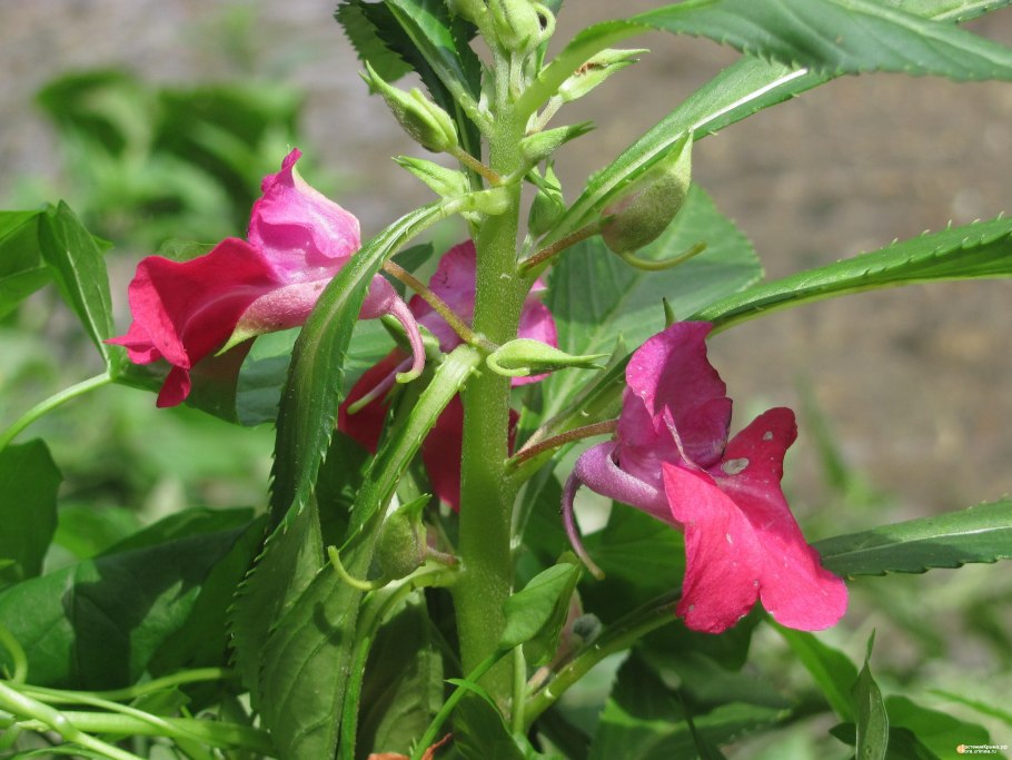 Недотрога бальзамин Лесной