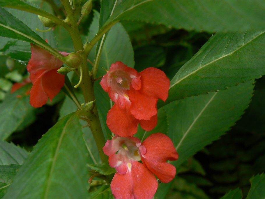 Impatiens glandulifera – бальзамин