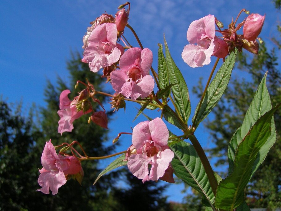 Недотрога железистая (Impatiens glandulifera)