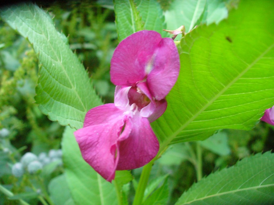 Бальзамин Impatiens