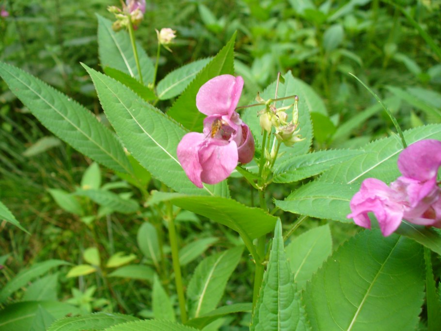Бальзамин недотрога