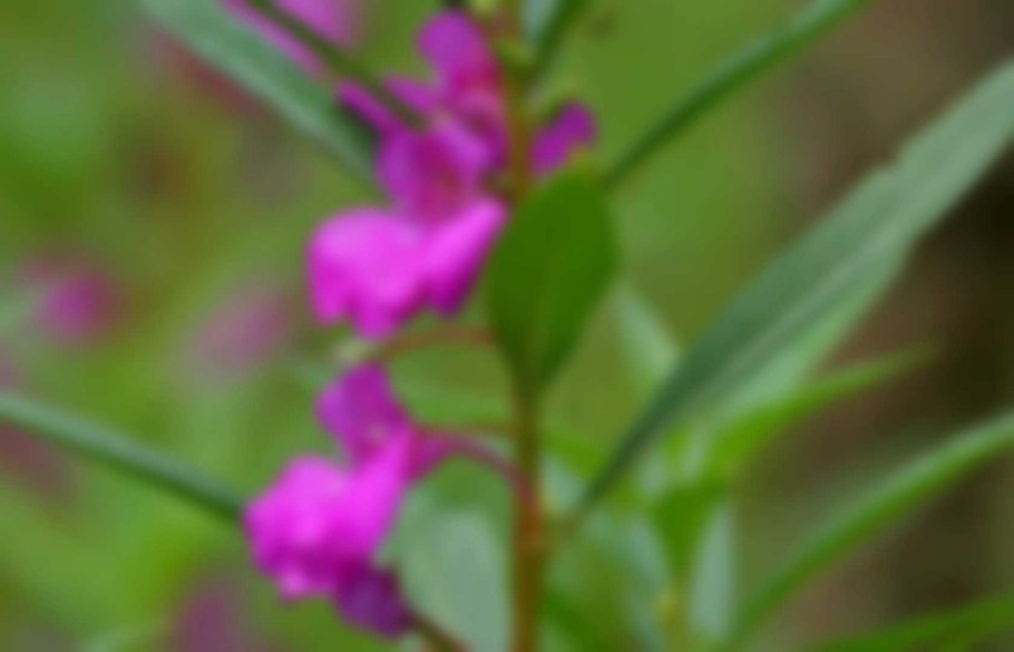 Impatiens balsamina недотрога бальзаминовая