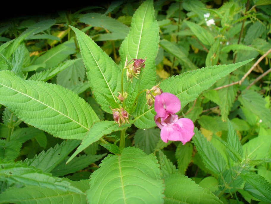Недотрога бальзаминовая (бальзамин)