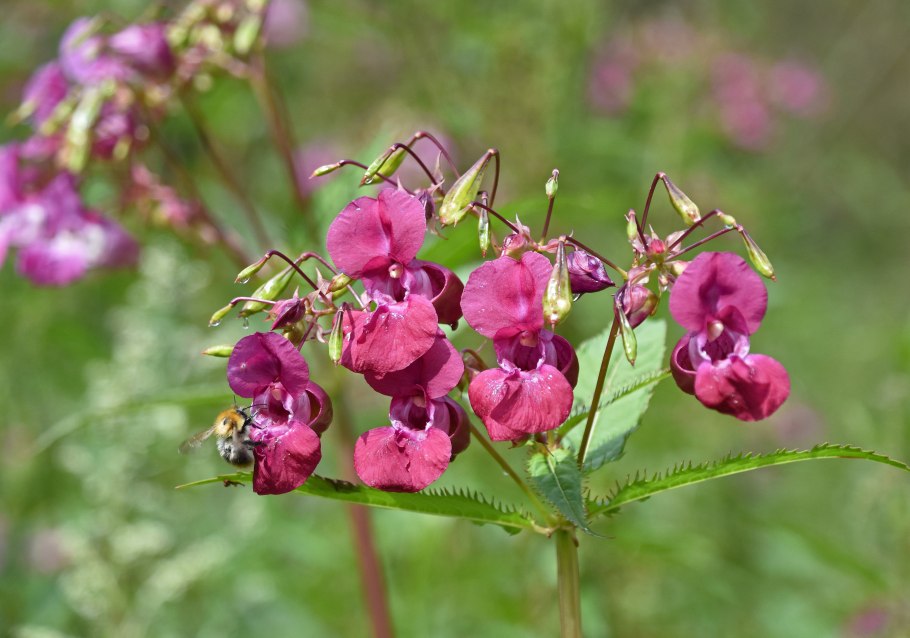 Недотрога обыкновенная