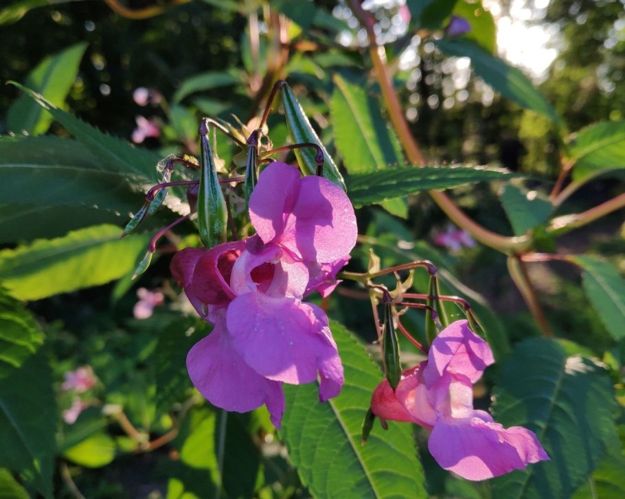 Недотрога железистая (Impatiens glandulifera)