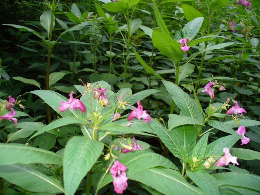 Impatiens glandulifera – бальзамин