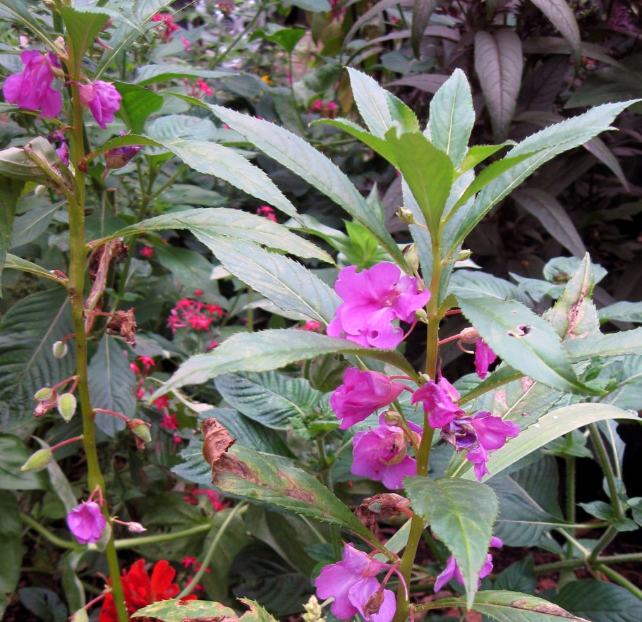 Бальзамин садовый многолетний