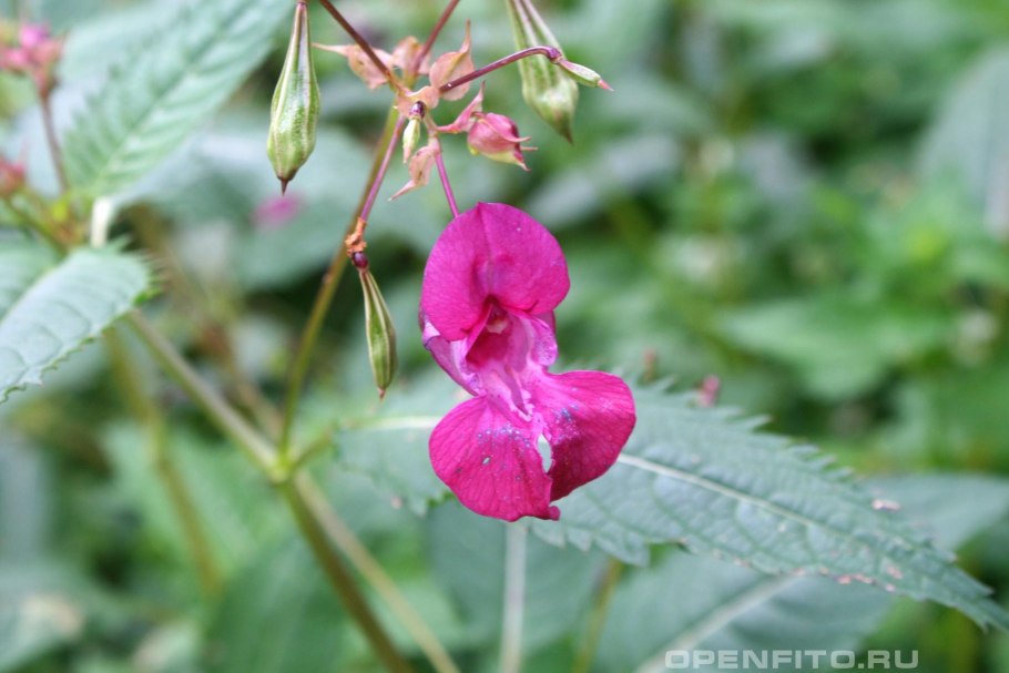 Бальзамин Лесной недотрога обыкновенная
