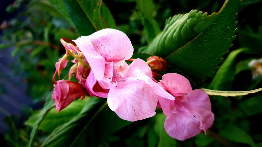 Бальзамин садовый