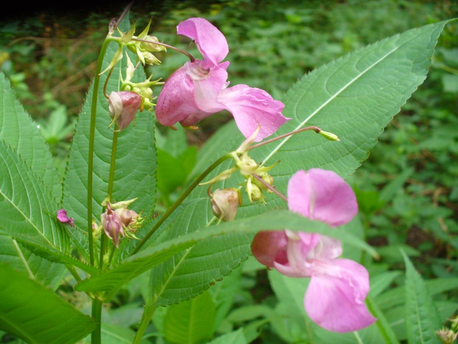 Недотрога бальзамин Лесной