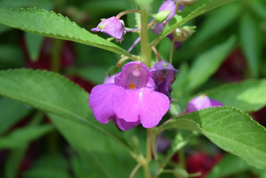 Недотрога железистая (Impatiens glandulifera)