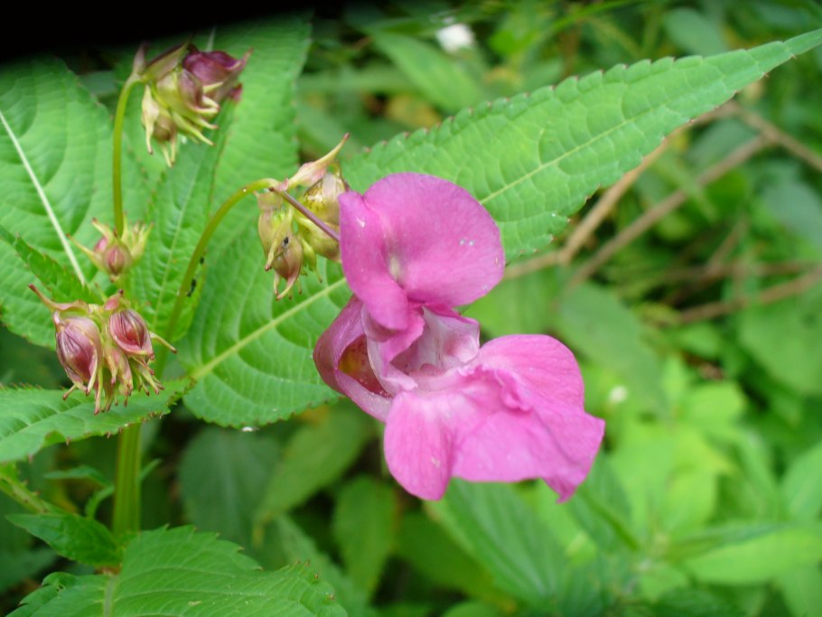 Impatiens glandulifera бальзамин