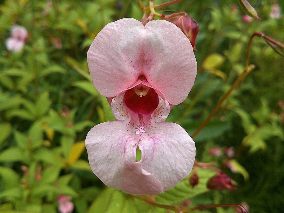 Бальзамин недотрога дикий