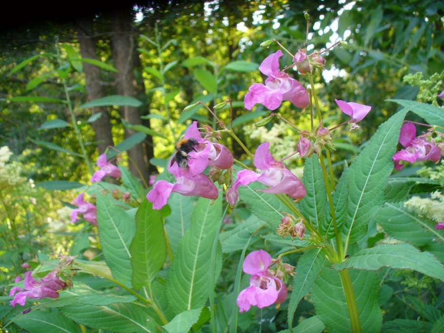 Бальзамин Лесной недотрога обыкновенная