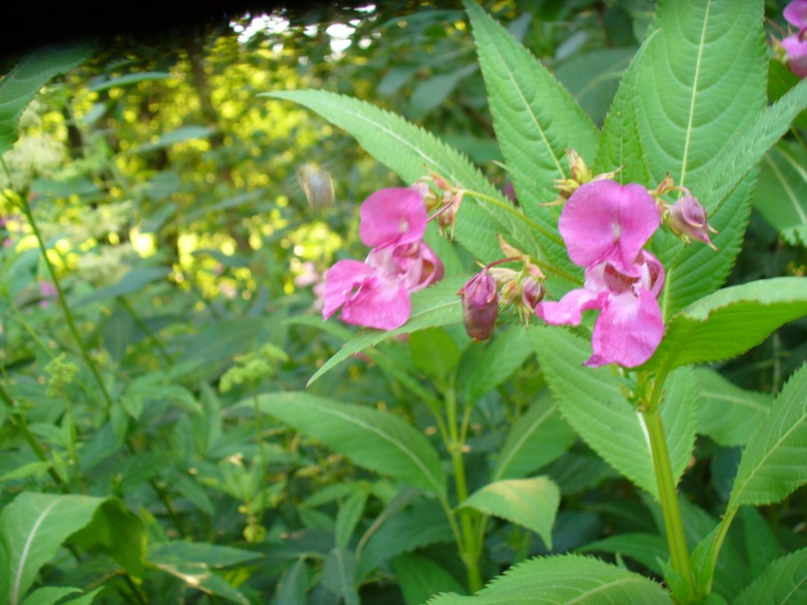 Бальзамин лесной недотрога обыкновенная