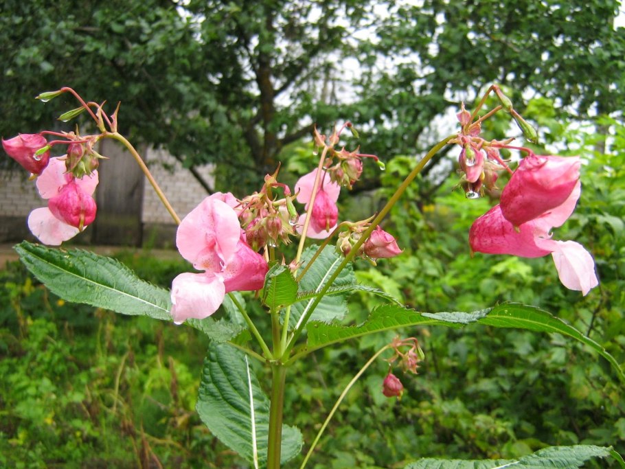 Цветок бальзамин железконосный