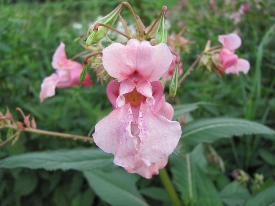 Бальзамин недотрога