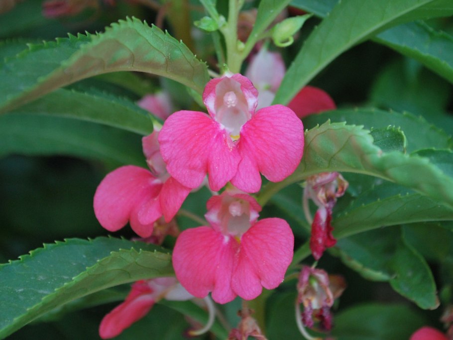Impatiens glandulifera – бальзамин